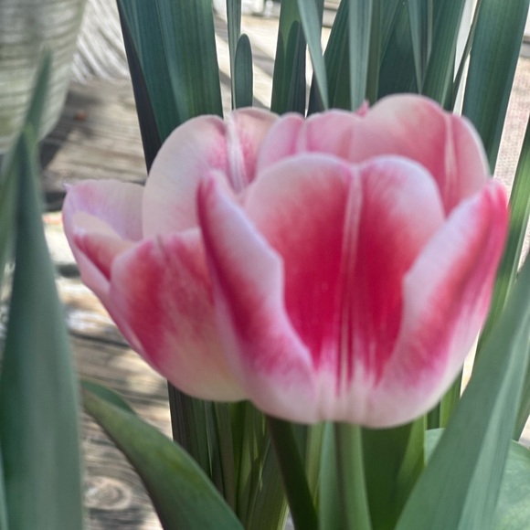 Meet your Posher, M - Picture 5 of 16